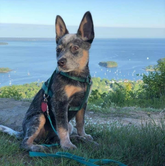 Meet your Posher, Diane Elizabeth - Picture 7 of 13